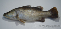 : Lates calcarifer; Barramundi