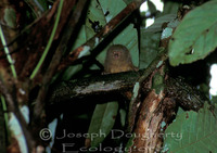 : Callithrix pygmaea; Pygmy Marmoset