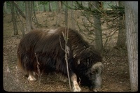 : Ovibos moschatus; musk-ox