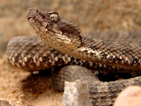 : Bothrops pictus