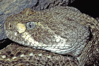 : Crotalus atrox