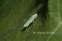 : Graphocephala atropunctata; Blue-green Sharpshooter