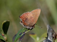 : Incisalia augustinus; Brown Elfin