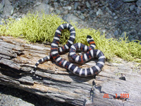 : Lampropeltis zonata multicincta; Sierra Mountain Kingsnake