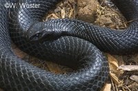 : Pseudechis porphyriacus; Red-bellied Blacksnake