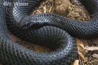 : Pseudechis porphyriacus; Red-bellied Blacksnake