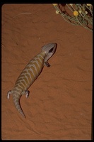 : Tiliqua multifasciata; Centralian Blue-tongued Lizard