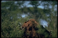 : Varanus exanthematicus; Savannah Monitor