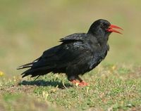Chough
