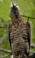 Mountain Hawk Eagle Spizaetus nipalensis