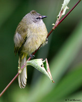 Flavescent Bulbul