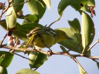 Common lora(Aegithina tiphia)