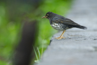 Turdus cardis -- Japanese Grey Thrush  烏灰鶇