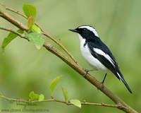 Little Pied Flycatcher Ficedula westermanni