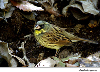 Emberiza spodocephala personata (Black-faced Bunting)