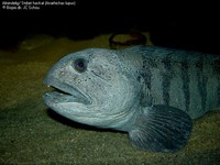 Almindelig/ Stribet havkat (Anarhichas lupus) Foto/billede af