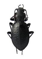 Carabus sylvestris