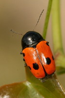 Cryptocephalus trimaculatus