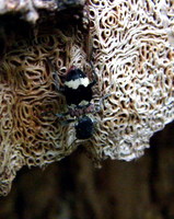 Clerus mutillarius