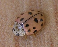 Oenopia conglobata conglobata var. rosea