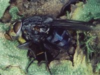 Calliphora vicina