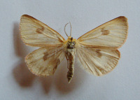 Diacrisia sannio - Clouded Buff