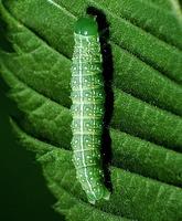 Cosmia pyralina - Lunar-spotted Pinion