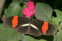 Heliconius melpomene