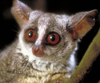 South African lesser bushbaby (Galago moholi)