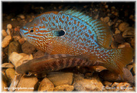 Lepomis megalotis, Longear sunfish: aquarium