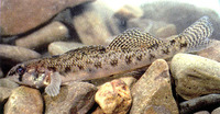 Etheostoma olmstedi, Tessellated darter: