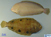 Dicologlossa hexophthalma, Ocellated wedge sole: fisheries