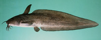 Plotosus limbatus, Darkfin eel catfish: fisheries
