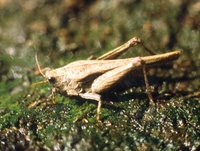 Tetrix subulata