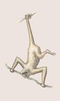 Image of: Brachyteles arachnoides (muriqui)