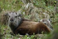 Image of: Budorcas taxicolor (takin)