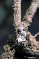 Anisococcus ephedrae
