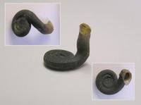 Planorbis planorbis - Ram’s-horn Snail