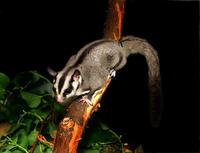 Image of: Petaurus breviceps (sugar glider)