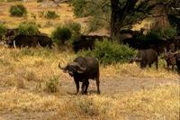 Image of: Syncerus caffer (African buffalo)