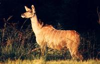 Image of: Tragelaphus strepsiceros (greater kudu)