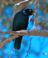 Lamprotornis nitens - Red-shouldered Glossy-Starling