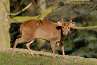 Muntiacus reevesi - Reeve's Muntjac