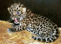 Panthera pardus orientalis - Amur leopard