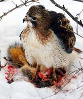Image of: Buteo jamaicensis (red-tailed hawk)