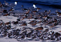 ...Image of: Calidris pusilla (semipalmated sandpiper), Calidris canutus (red knot), Arenaria inter