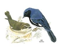 Image of: Dendroica caerulescens (black-throated blue warbler)