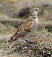 Image of: Melanocorypha maxima (Tibetan lark)