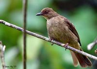 Image of: Pycnonotus brunneus (red-eyed bulbul)