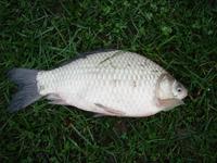 Carassius auratus - Goldfish